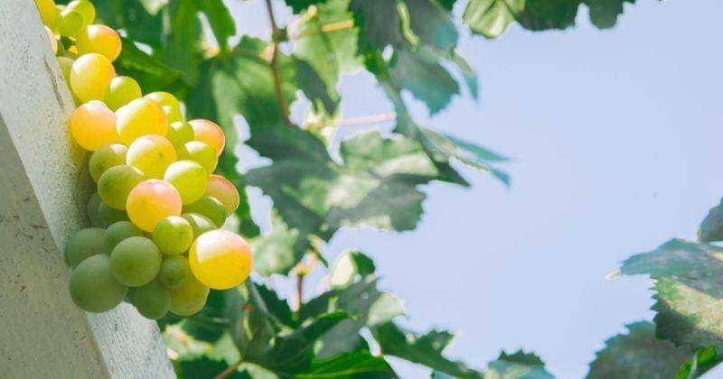 Freepik/Dragana_Gordic